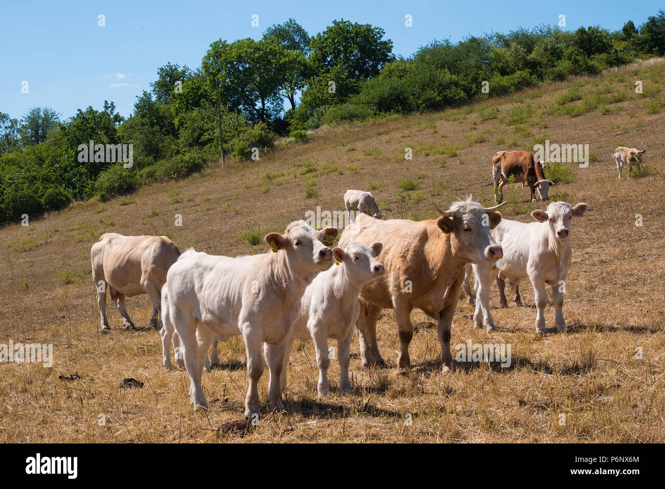 Una vacca e croste sul pascolo in estate Foto Stock