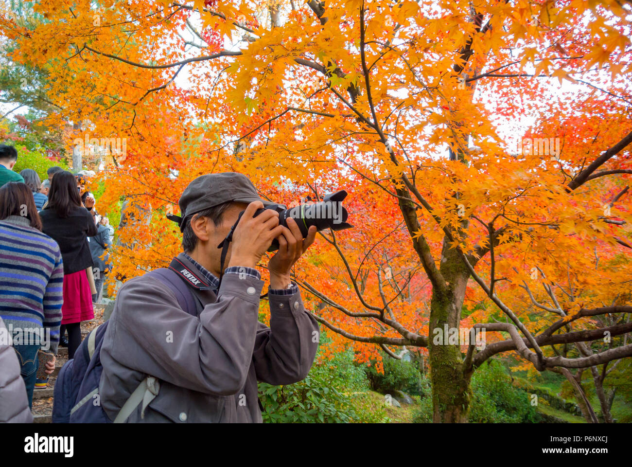 Asian turistica prendendo una foto della Koyo, foglie colorate di alberi di acero al tempio Tofukuji, Kyoto, Giappone Foto Stock