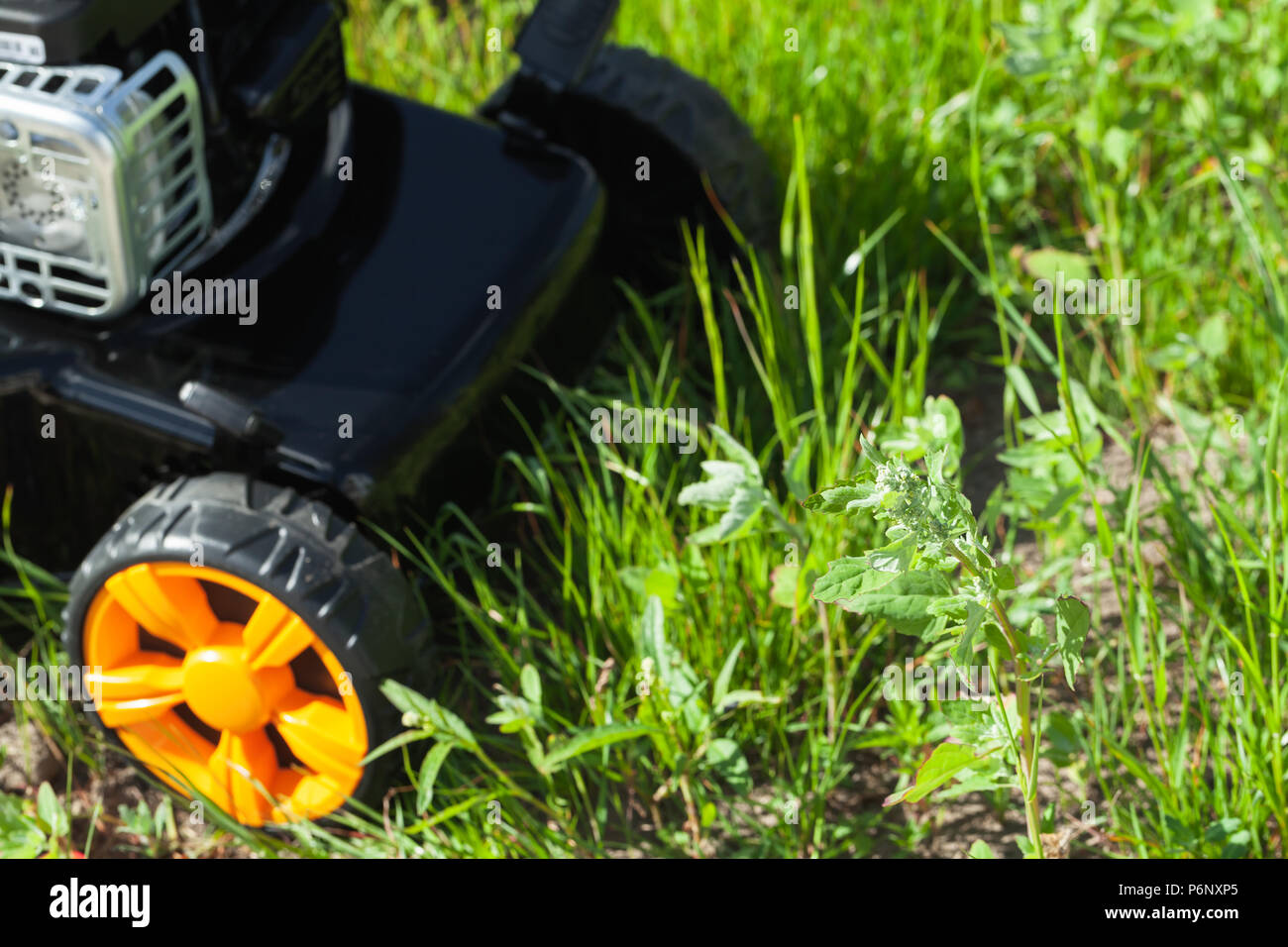 Tosaerba o taglio di erba sorge su un prato verde, closeup foto con messa a fuoco selettiva sull'erba Foto Stock