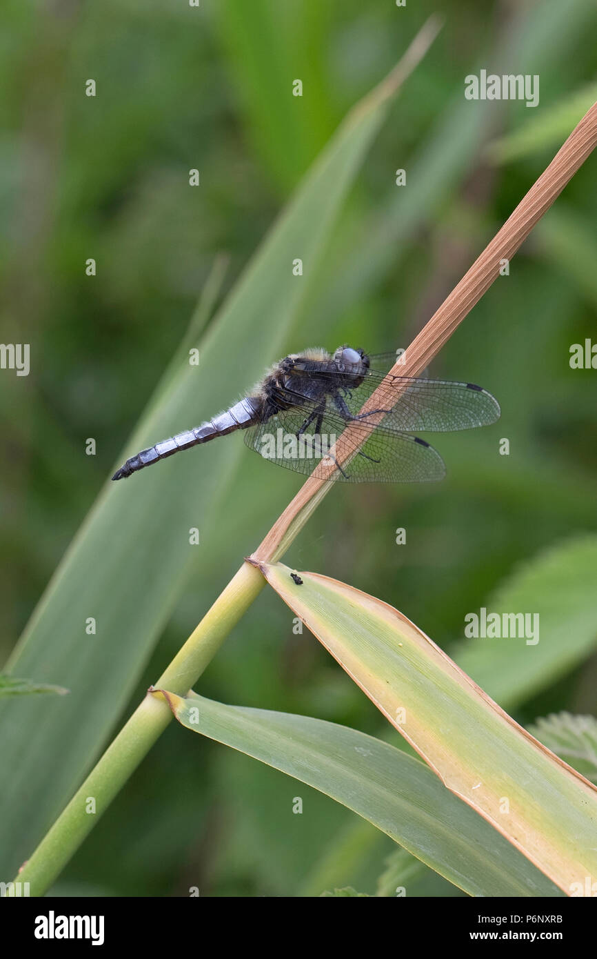 Scarsa Chaser (Libellula fulva) Foto Stock