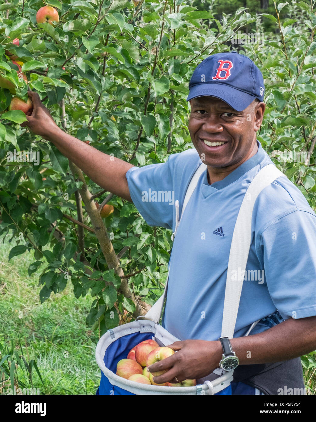 Man Picking mele a Massachusetts Orchard Foto Stock