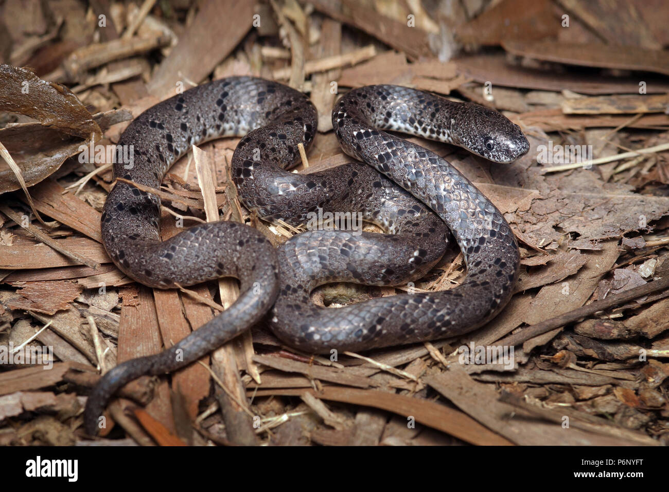 White-spotted slug snake margaritophorus Pareas Foto Stock