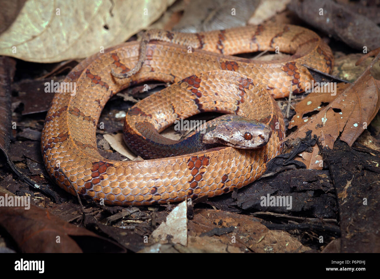 : La malese slug snake Asthenodipsas malaccanus Foto Stock