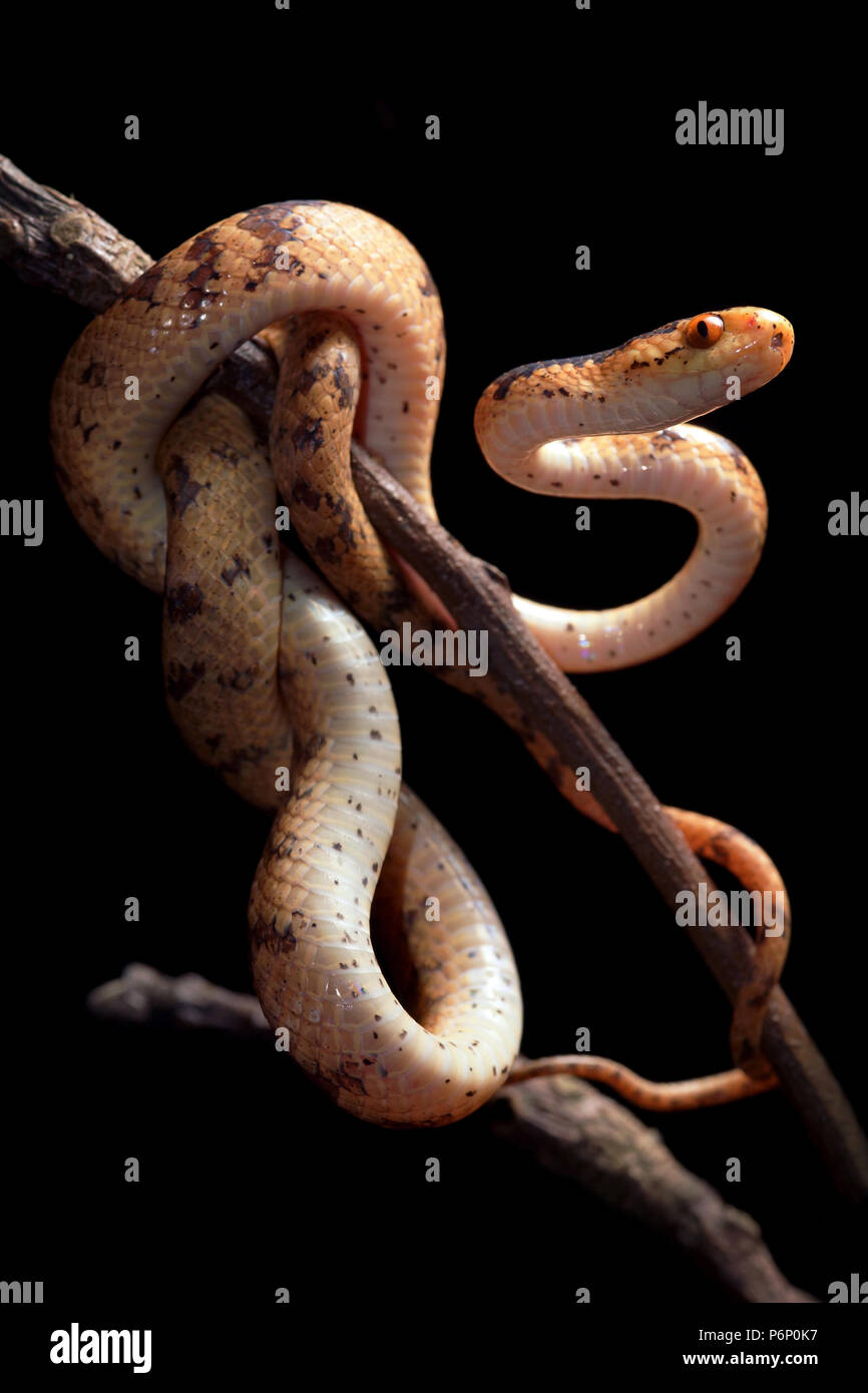 Il cinese slug snake Pareas chinensis Foto Stock