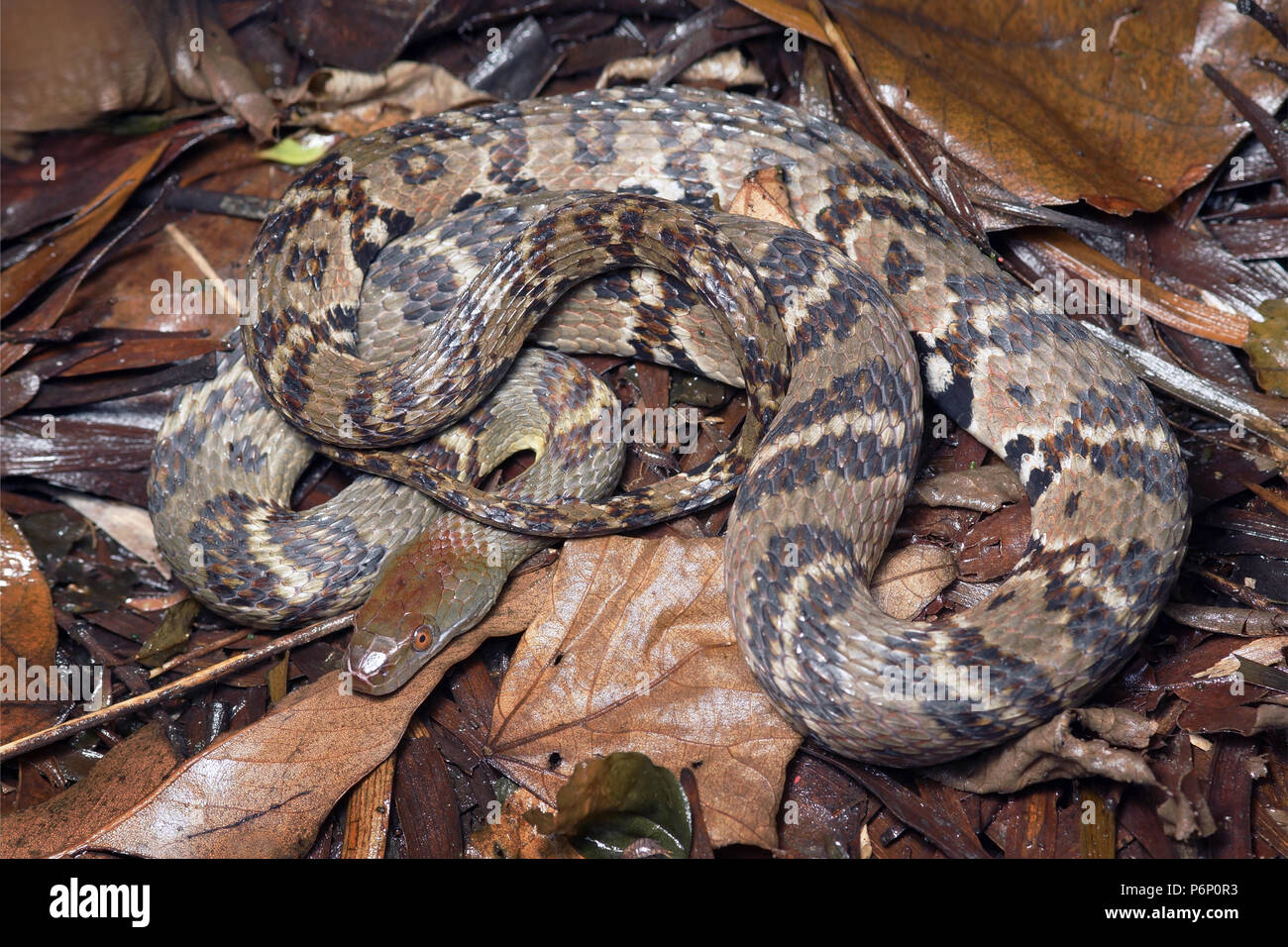 Diamond back acqua snake Sinonatrix aequifasciata Foto Stock