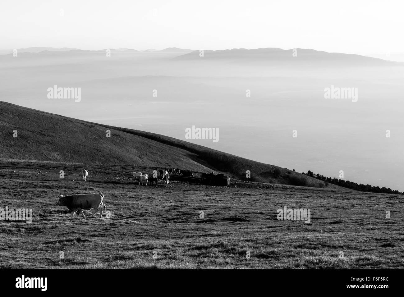 Alcune mucche e cavalli che pascolano su una montagna al tramonto, con la nebbia sulla valle sottostante Foto Stock