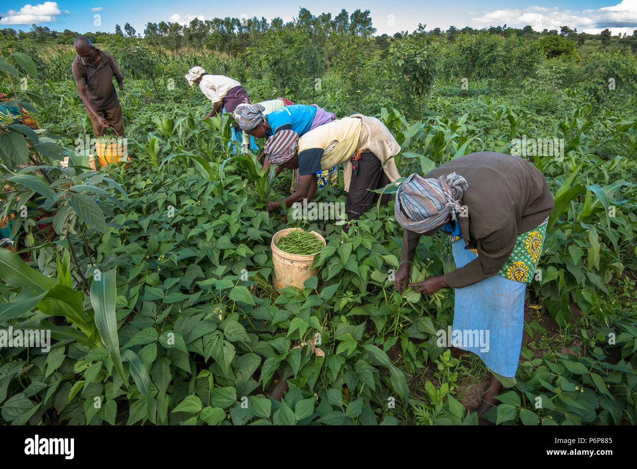 Raccolto di fagioli a Machakos, in Kenya. Foto Stock