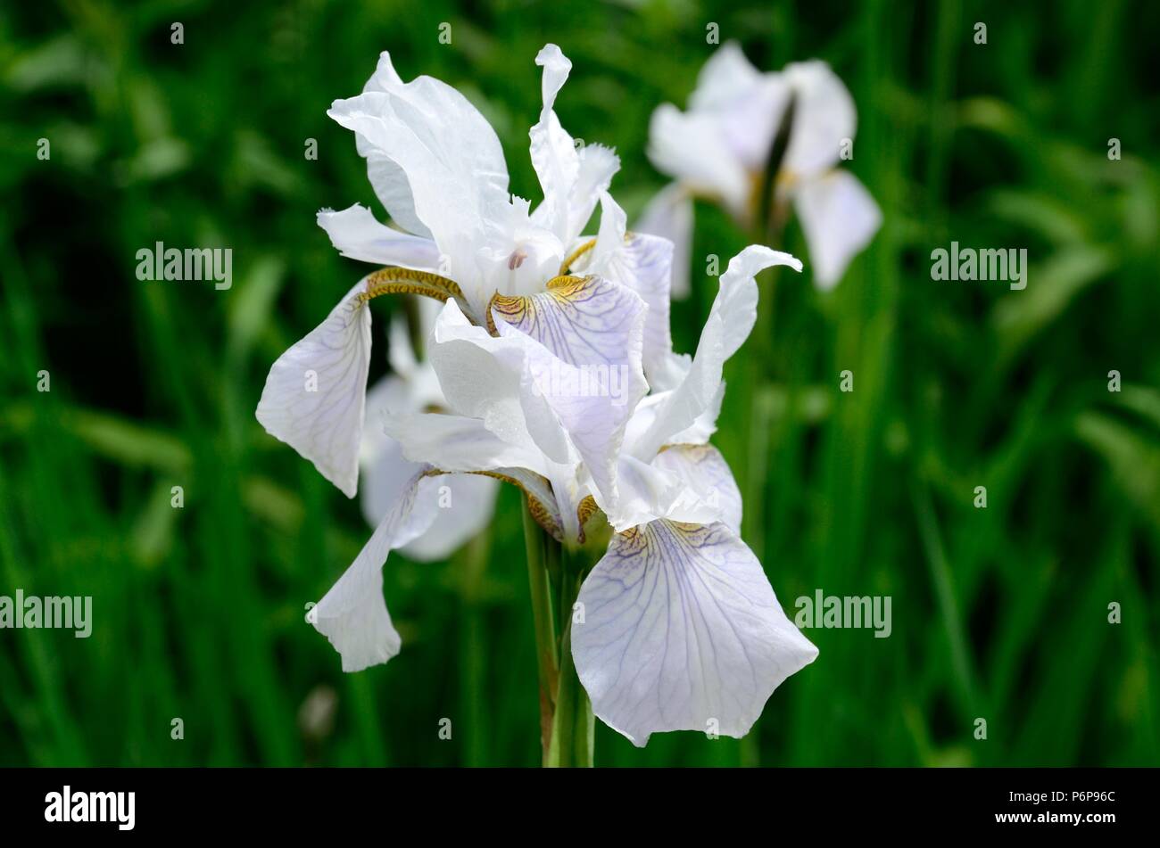Iris Sibirica Alba Siberian iris Alba bandiera iris fiore testa fiore Foto Stock