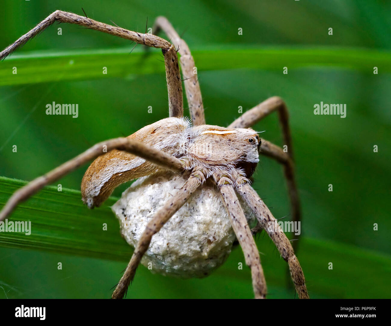 Macro spider (Pisaura mirabilis) di profilo sulla lamina proteggendo il suo bozzolo Foto Stock