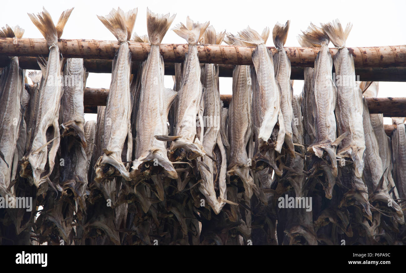 Cod essiccamento in Reine, Nordland, Norvegia Foto Stock