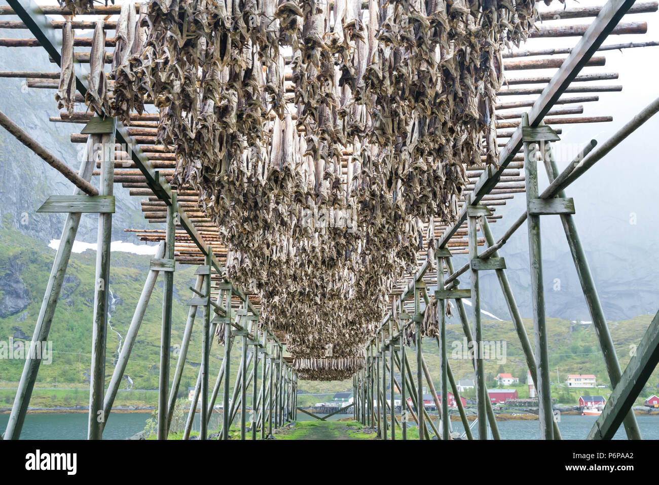 Cod essiccamento in Reine, Nordland, Norvegia Foto Stock