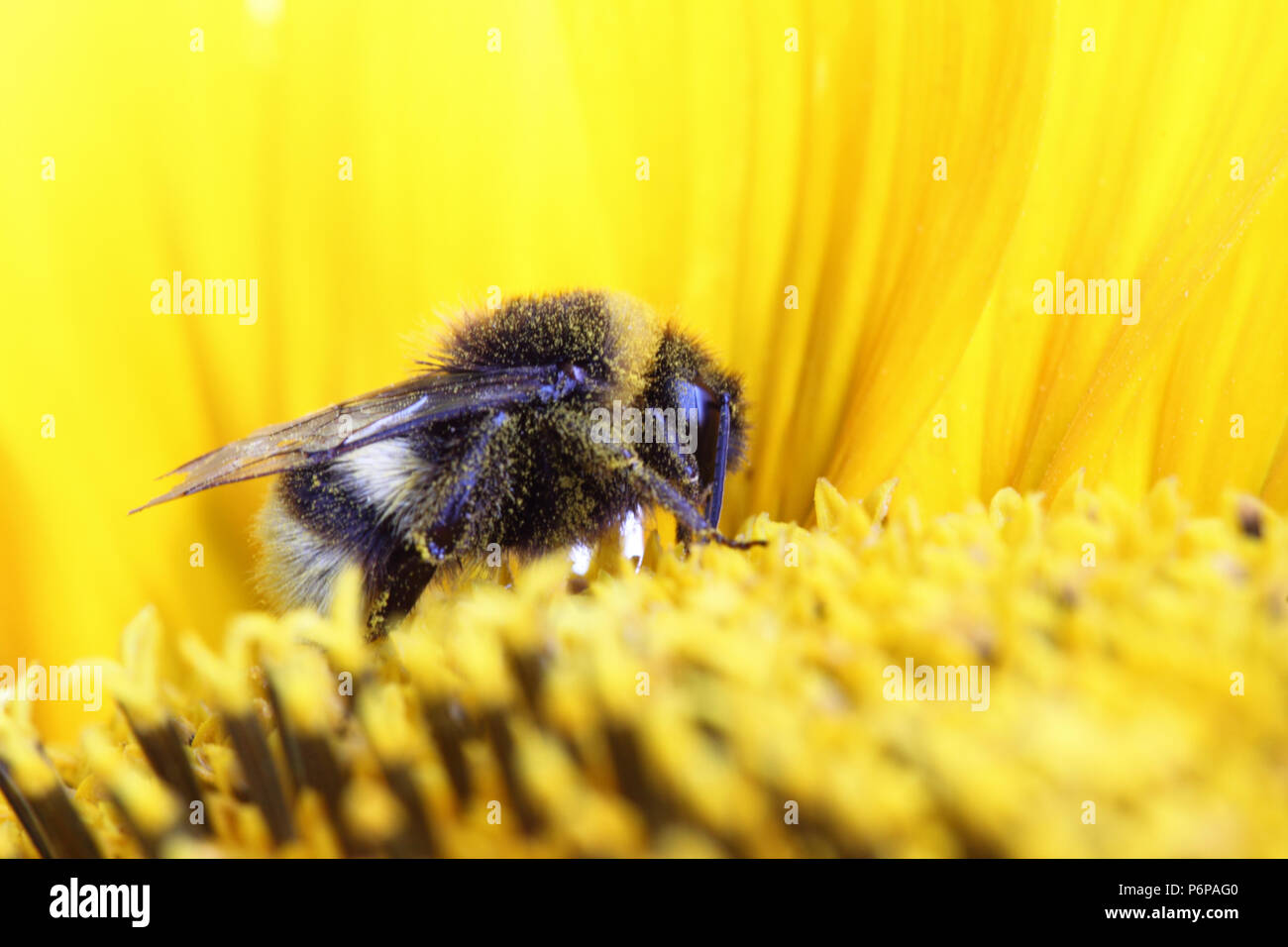 A Bumble Bee seduti sui semi di girasole Foto Stock