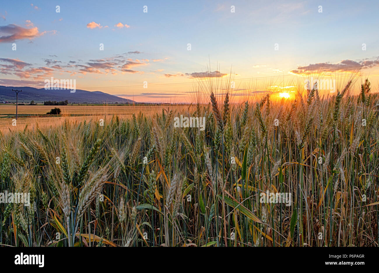 Campo oro con spighe di grano in sunset Foto Stock