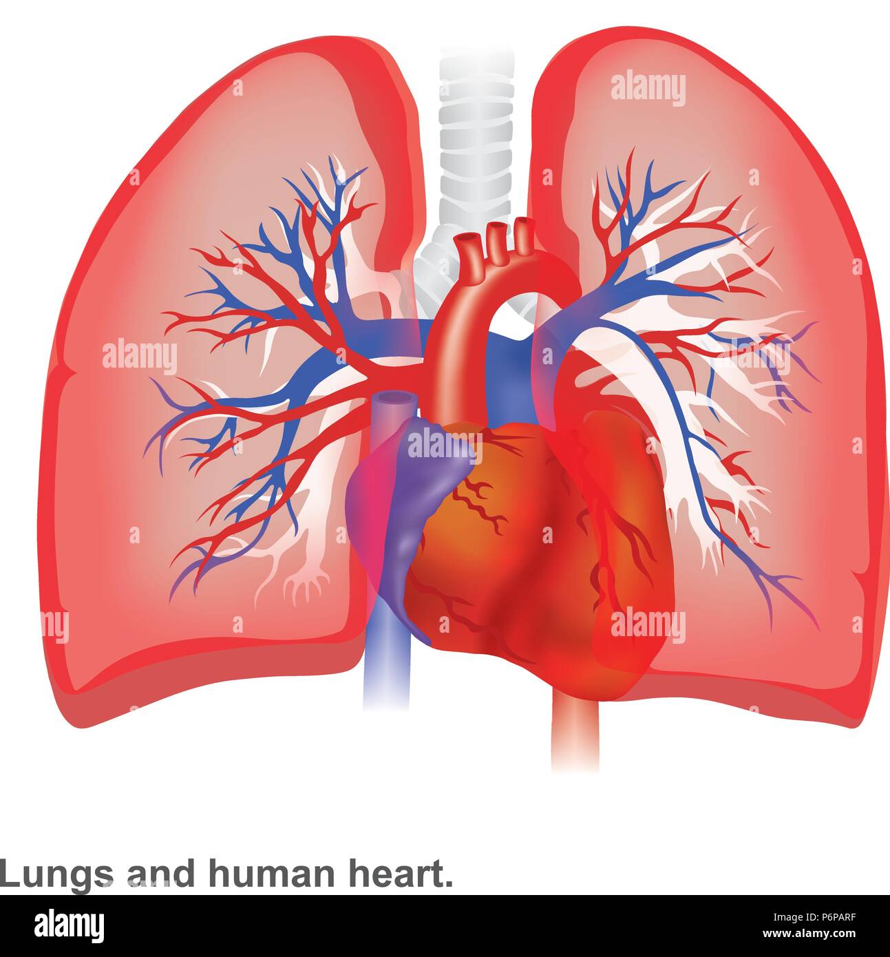 I polmoni e il cuore umano illustrazione anatomia infografico. Illustrazione Vettoriale