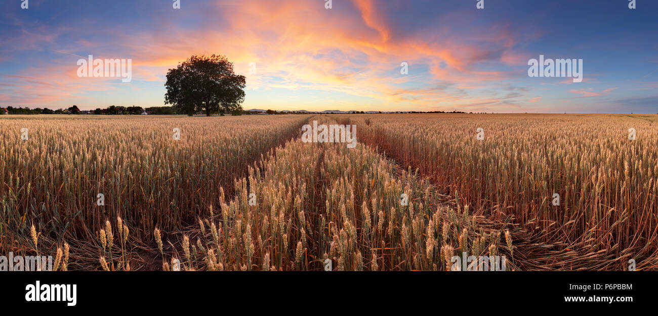 Panorama di un campo di grano paesaggio con path Foto Stock