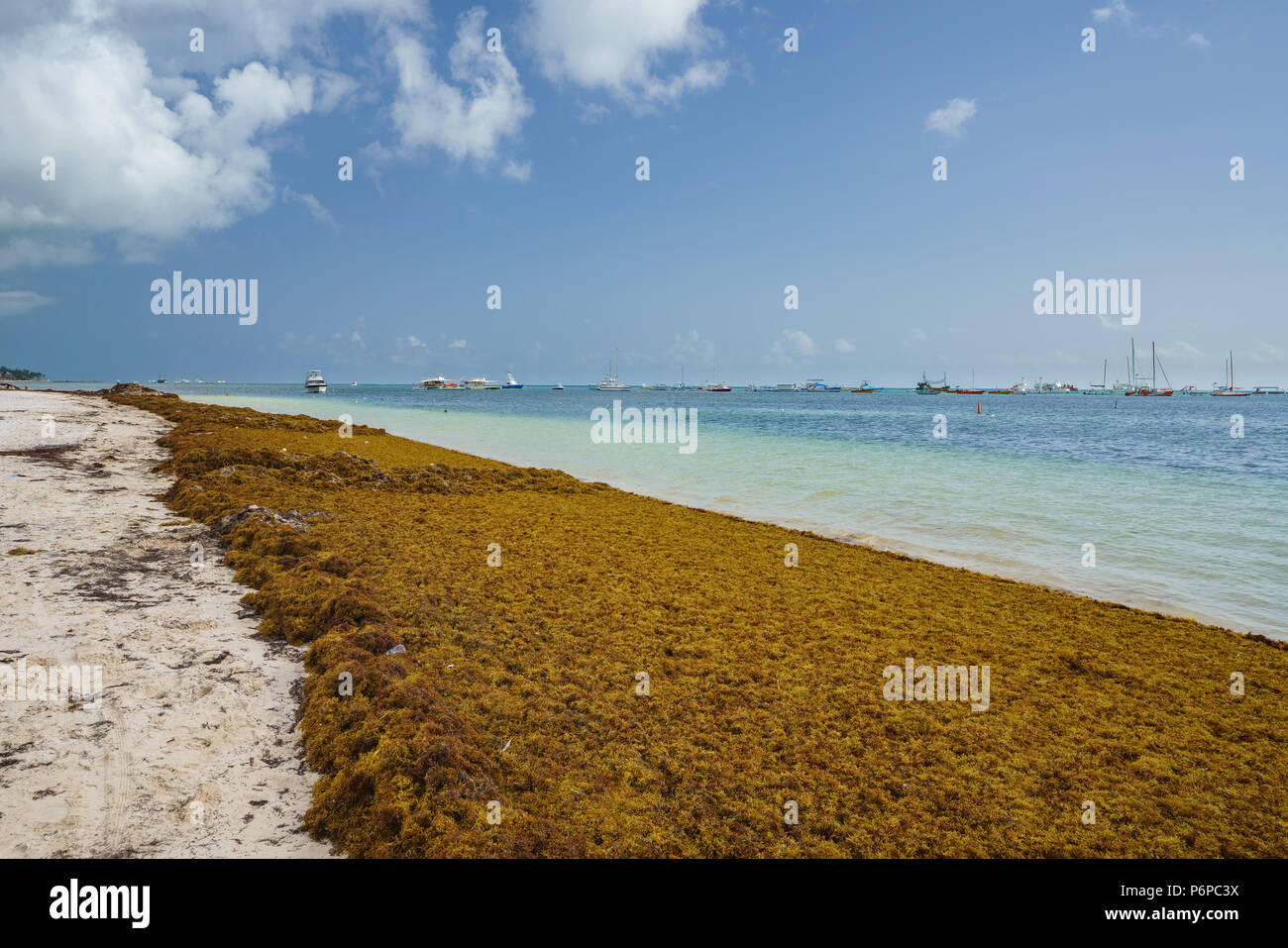 Punta Cana, Repubblica Dominicana - 17 Giugno 2018: sargassum alghe sul beaytiful ocean beach in Bavaro e Punta Cana e il risultato del riscaldamento globale del cambiamento climatico. Foto Stock