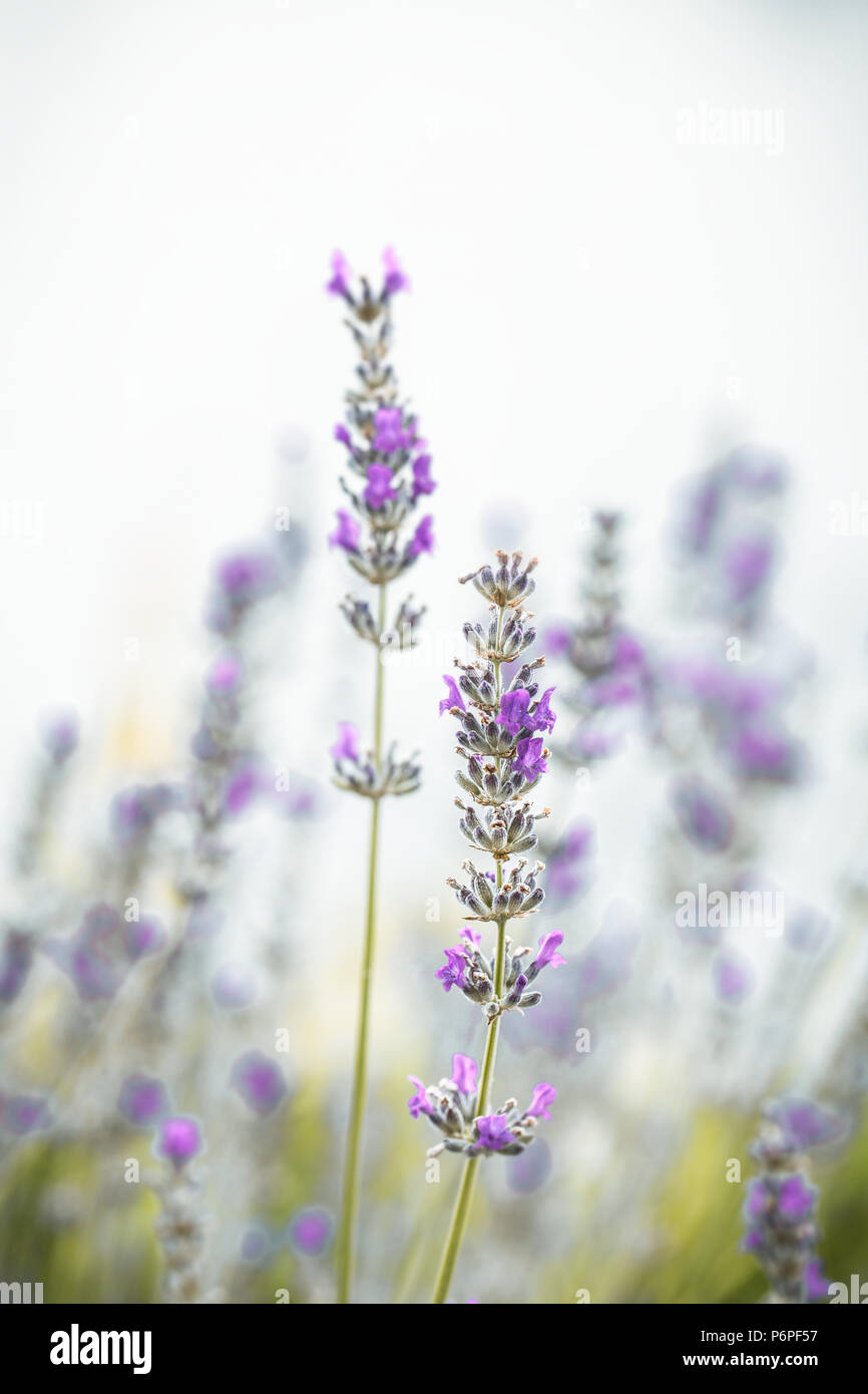 Sfondo floreale. Fiori di lavanda in natura con fasci di luce del sole. Sfondo bokeh di fondo Foto Stock