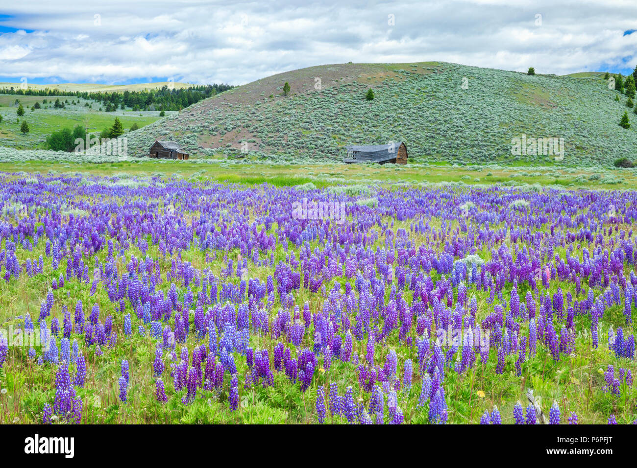 Campo di lupino e Old Homestead edifici vicino al bianco delle molle di zolfo, montana Foto Stock