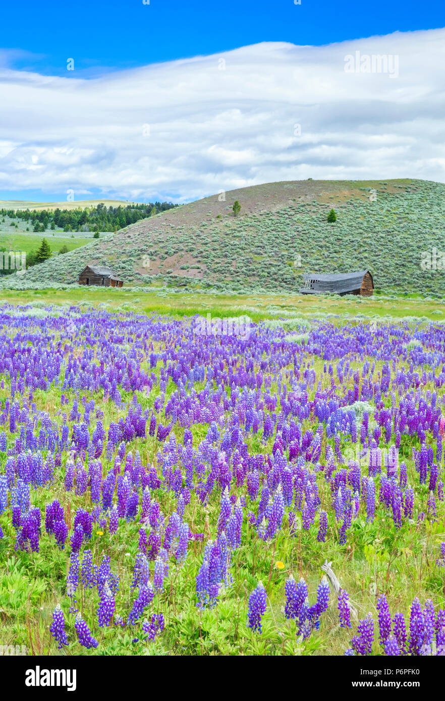 Campo di lupino e Old Homestead edifici vicino al bianco delle molle di zolfo, montana Foto Stock