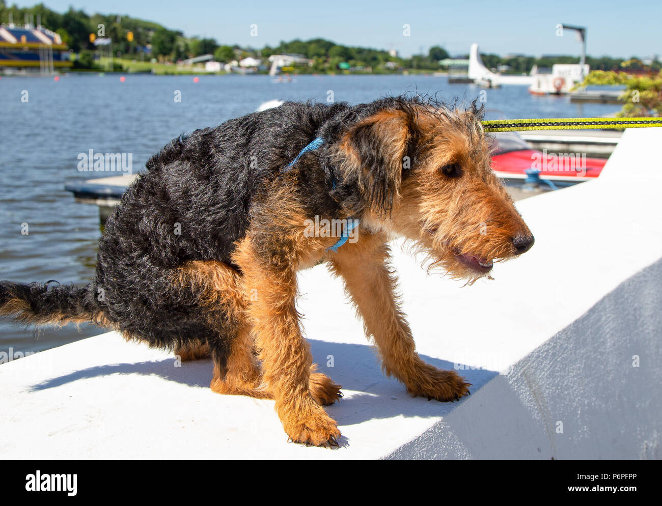 Cane cucciolo vuole l'acqua. Giovani Welsh Terrier su una linea. Foto Stock