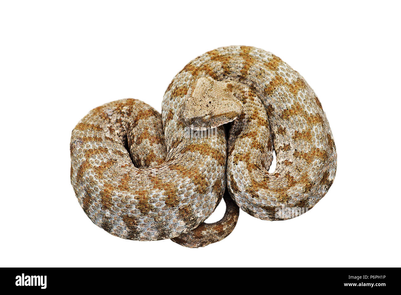 Becchi smussato viper isolate su sfondo bianco ( Vipera schweizeri lebetina ), il serpente più rare in Europa Foto Stock