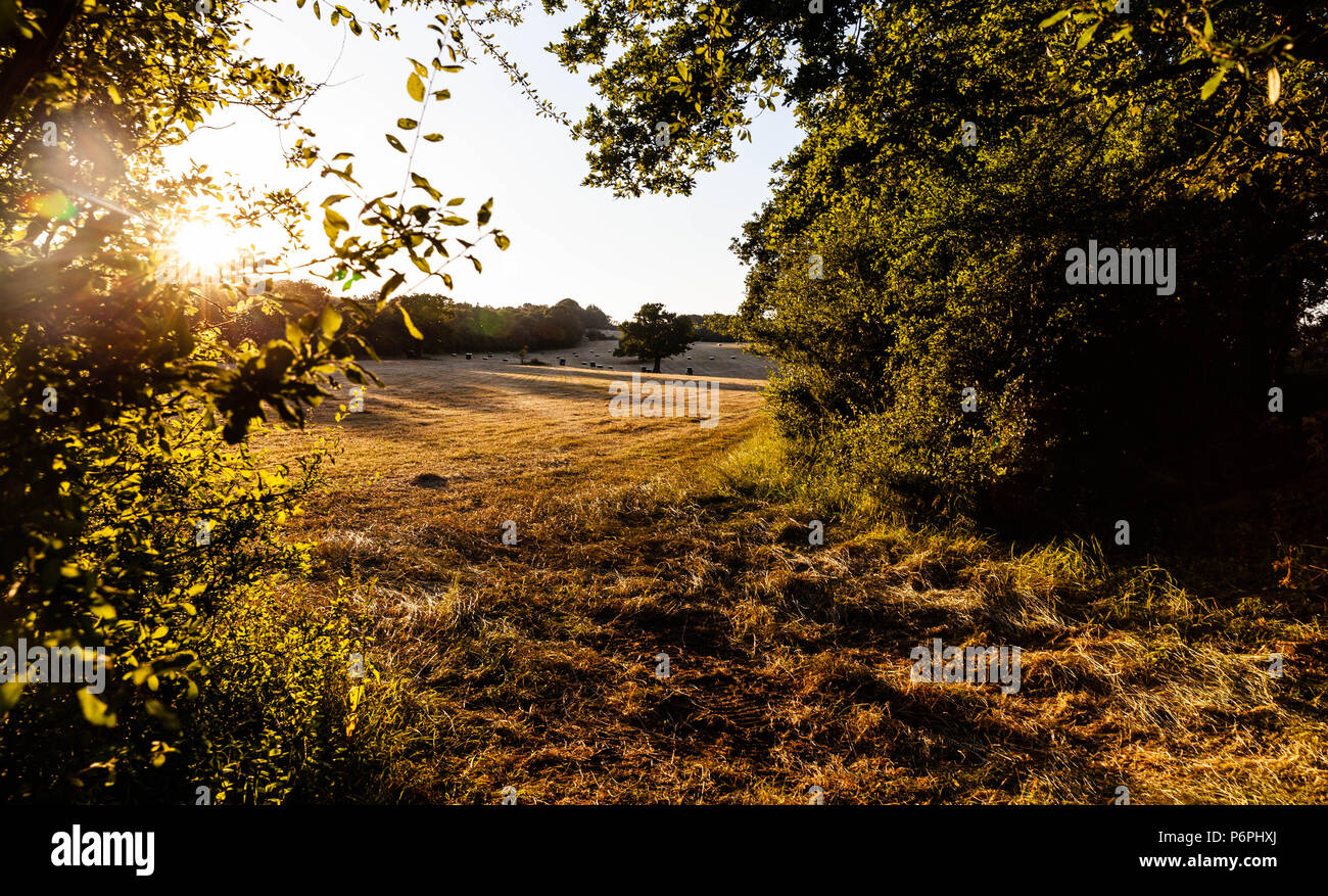 Ombre serali che cadono su un campo stoppie, Middlesex, Inghilterra, Regno Unito. Foto Stock