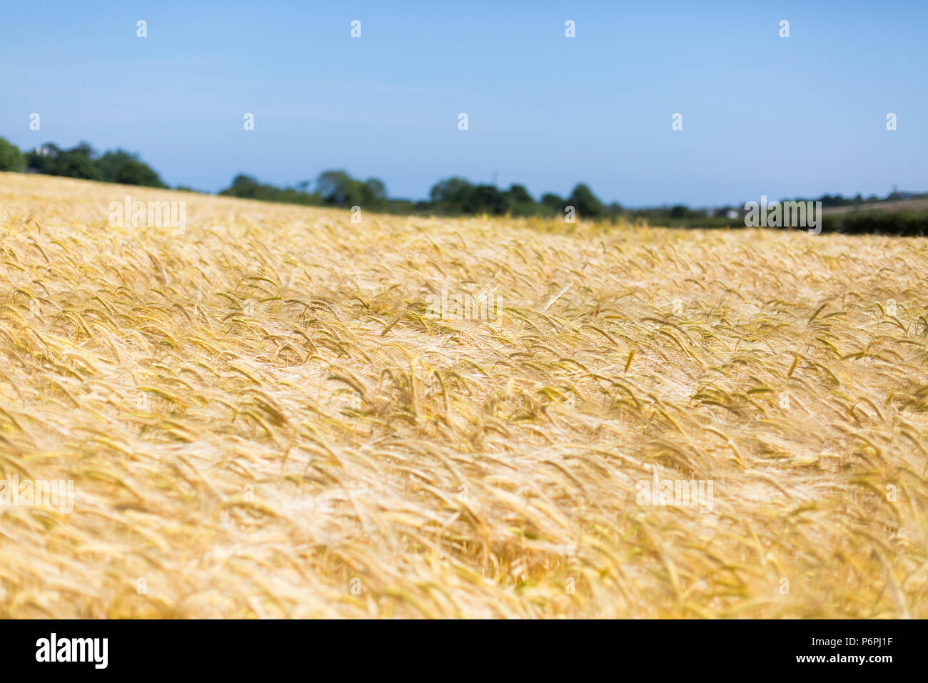 Golden raccolto di grano Foto Stock