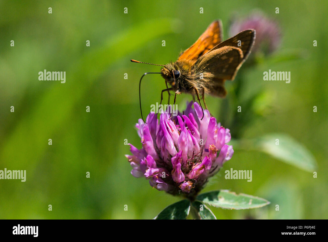 Un maschio grande skipper butterfly (Ochlodes sylvanus) sul fiore di trifoglio rosso (Trifolium pratense) Foto Stock