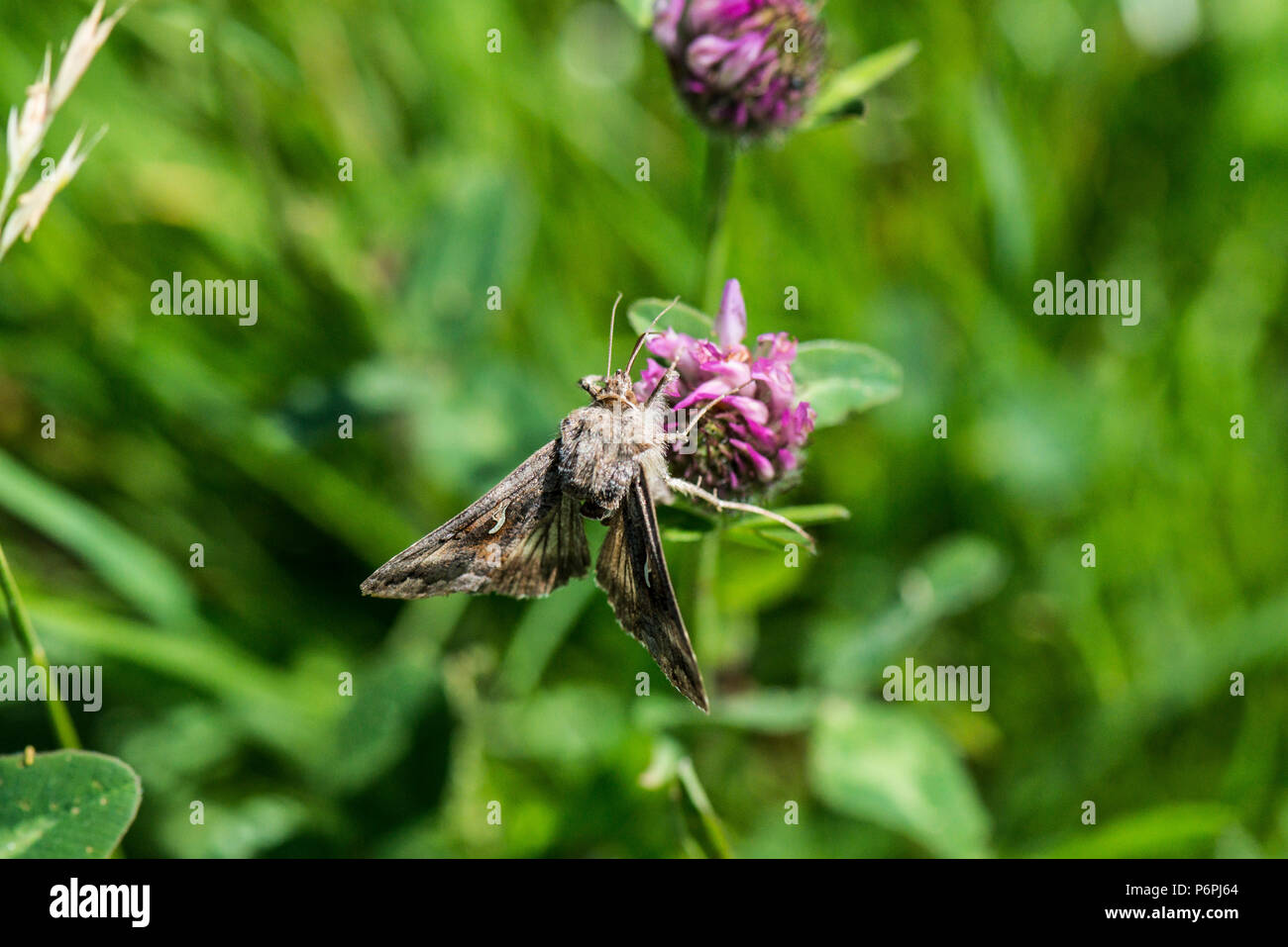 Un argento Y tarma (Autographa gamma) sul fiore di trifoglio rosso (Trifolium pratense) Foto Stock