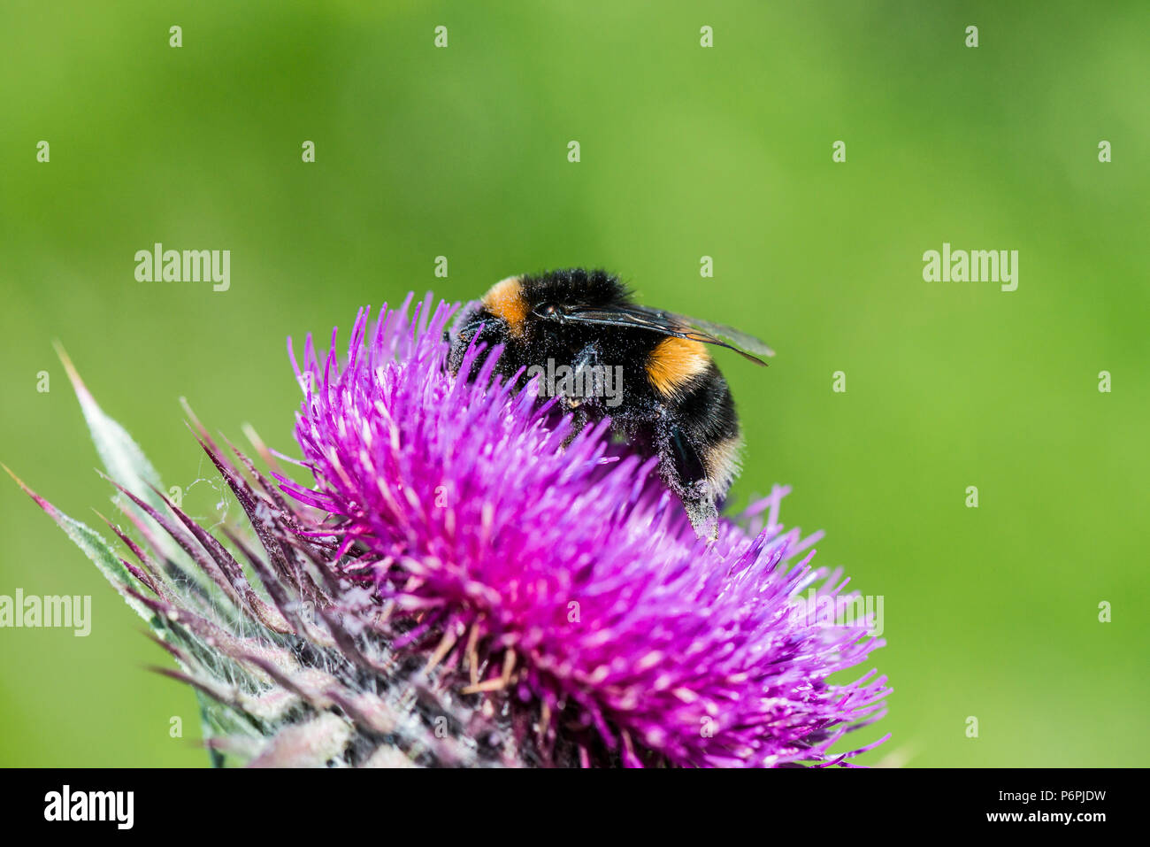 Un Bumble Bee sul fiore di muschio thistle (Carduus nutans) Foto Stock
