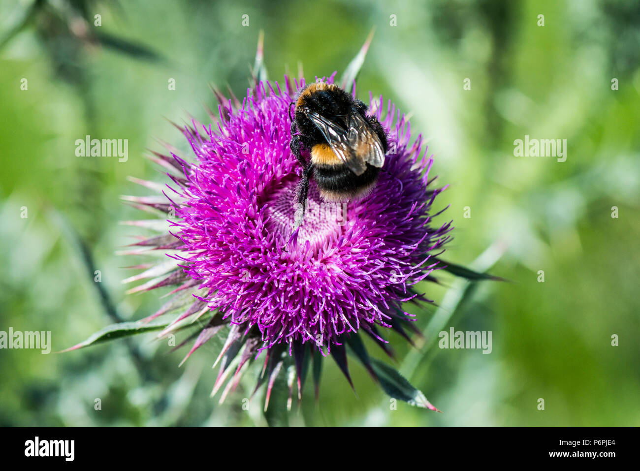 Un Bumble Bee sul fiore di muschio thistle (Carduus nutans) Foto Stock