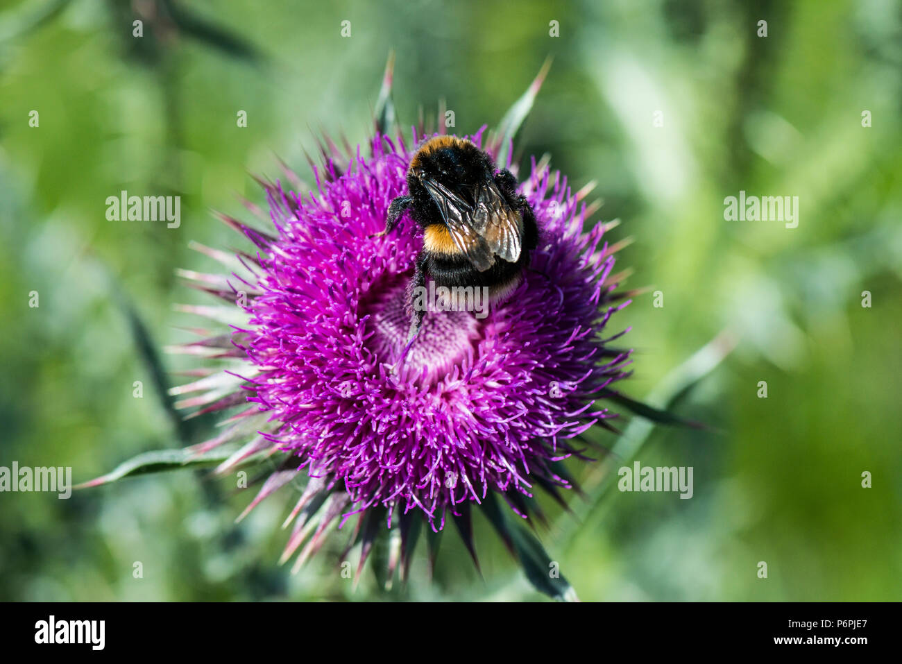 Un Bumble Bee sul fiore di muschio thistle (Carduus nutans) Foto Stock