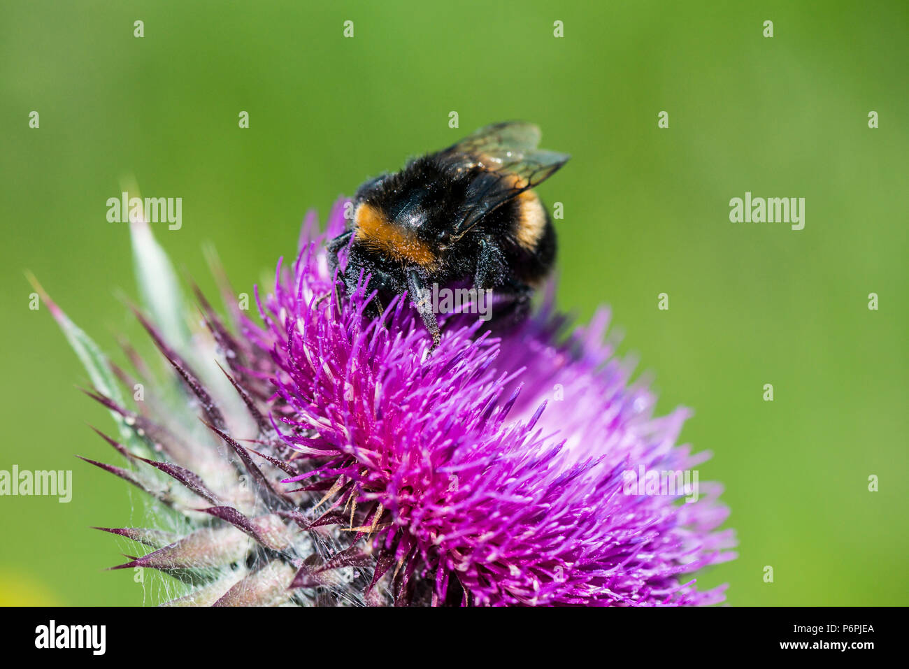 Un Bumble Bee sul fiore di muschio thistle (Carduus nutans) Foto Stock