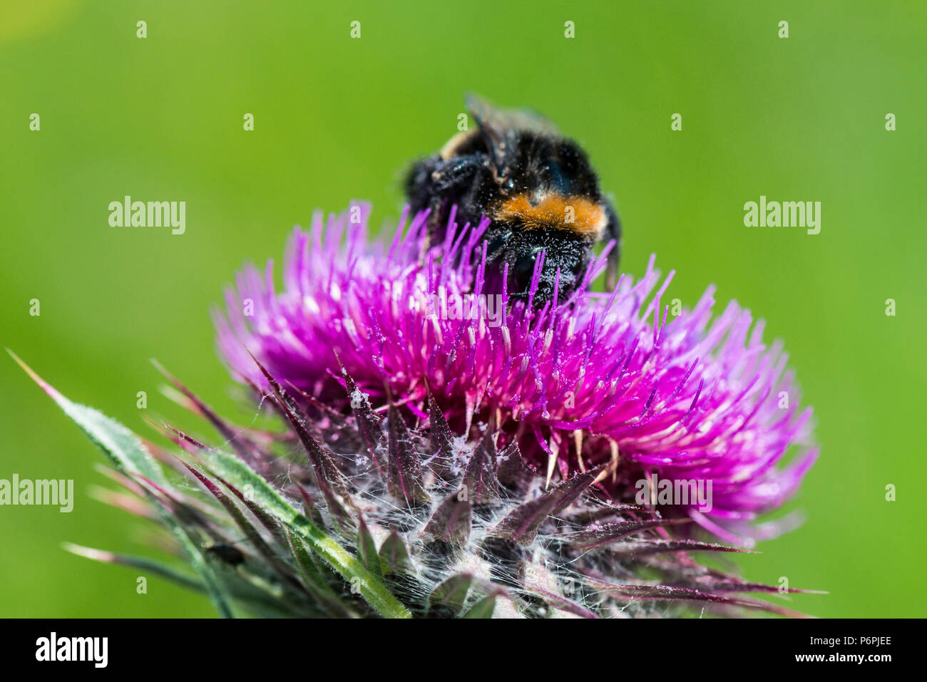 Un Bumble Bee sul fiore di muschio thistle (Carduus nutans) Foto Stock