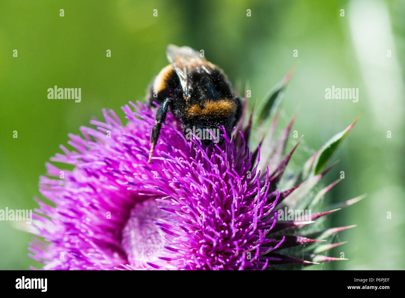 Un Bumble Bee sul fiore di muschio thistle (Carduus nutans) Foto Stock