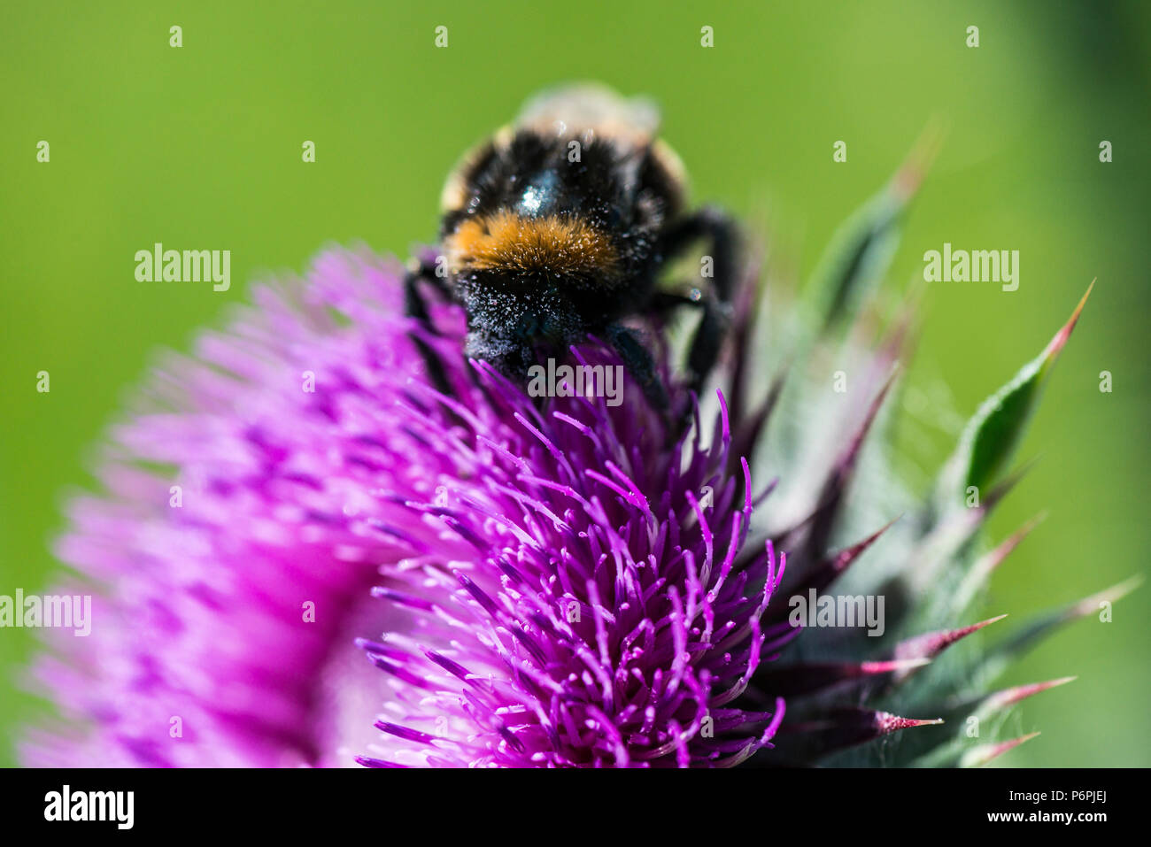 Un Bumble Bee sul fiore di muschio thistle (Carduus nutans) Foto Stock