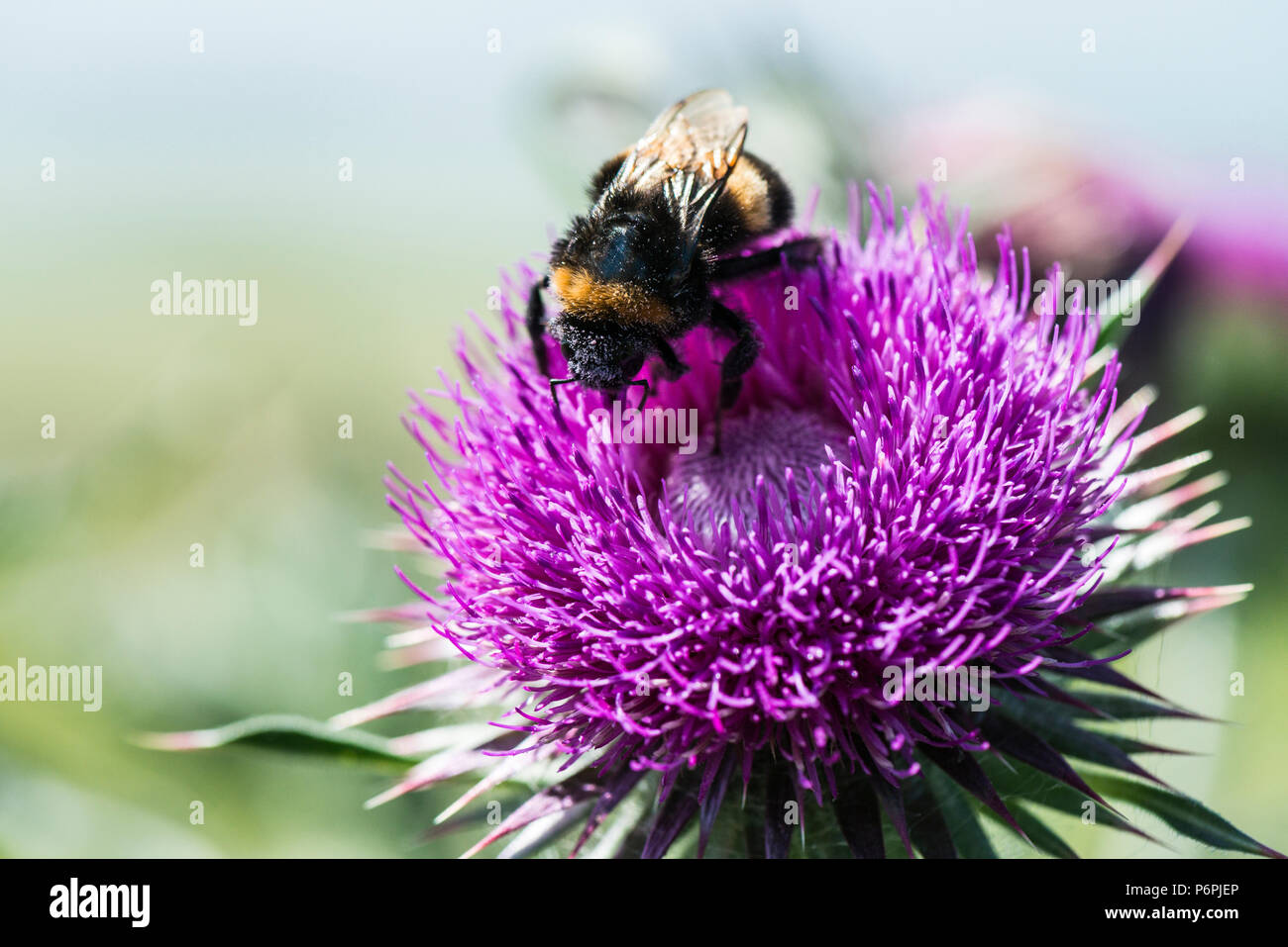 Un Bumble Bee sul fiore di muschio thistle (Carduus nutans) Foto Stock