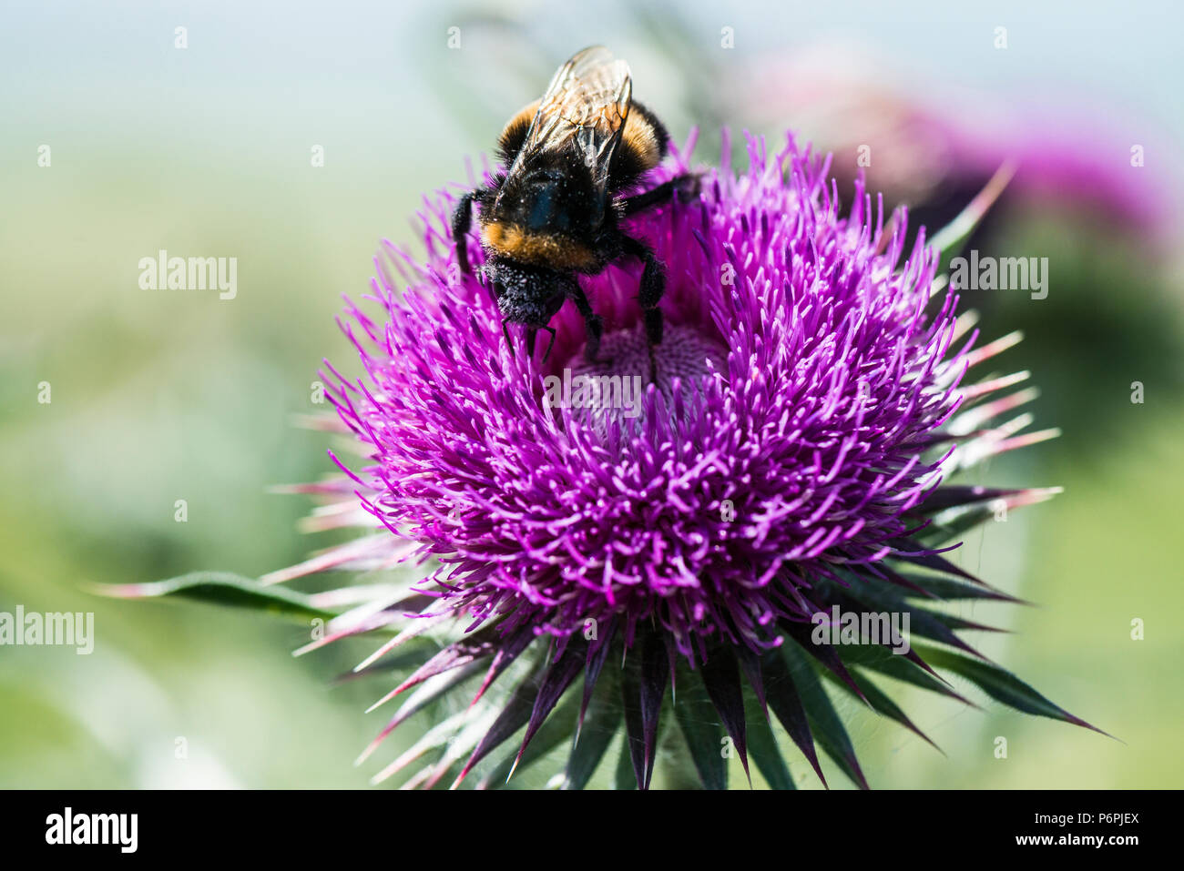 Un Bumble Bee sul fiore di muschio thistle (Carduus nutans) Foto Stock