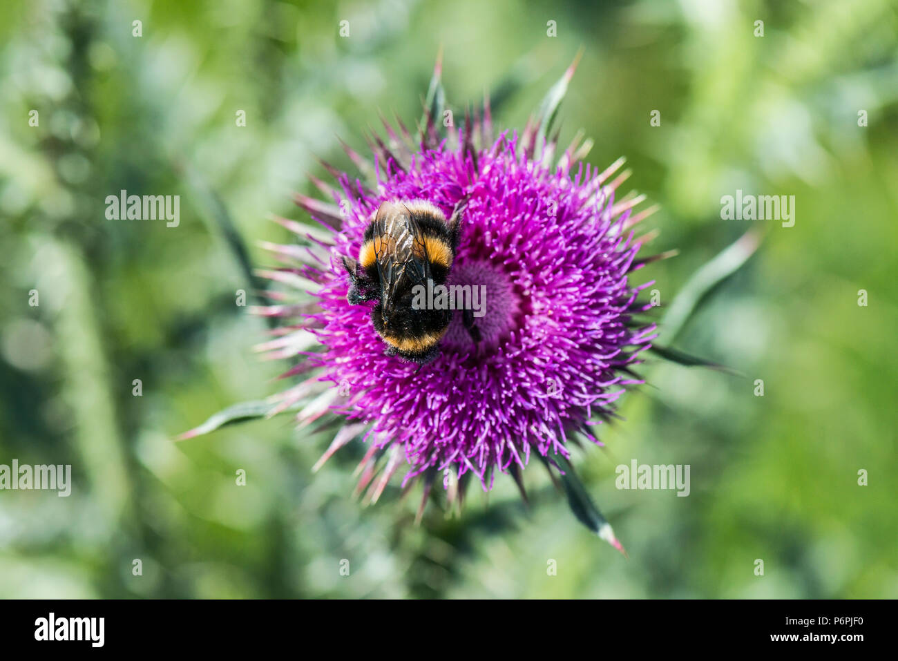 Un Bumble Bee sul fiore di muschio thistle (Carduus nutans) Foto Stock