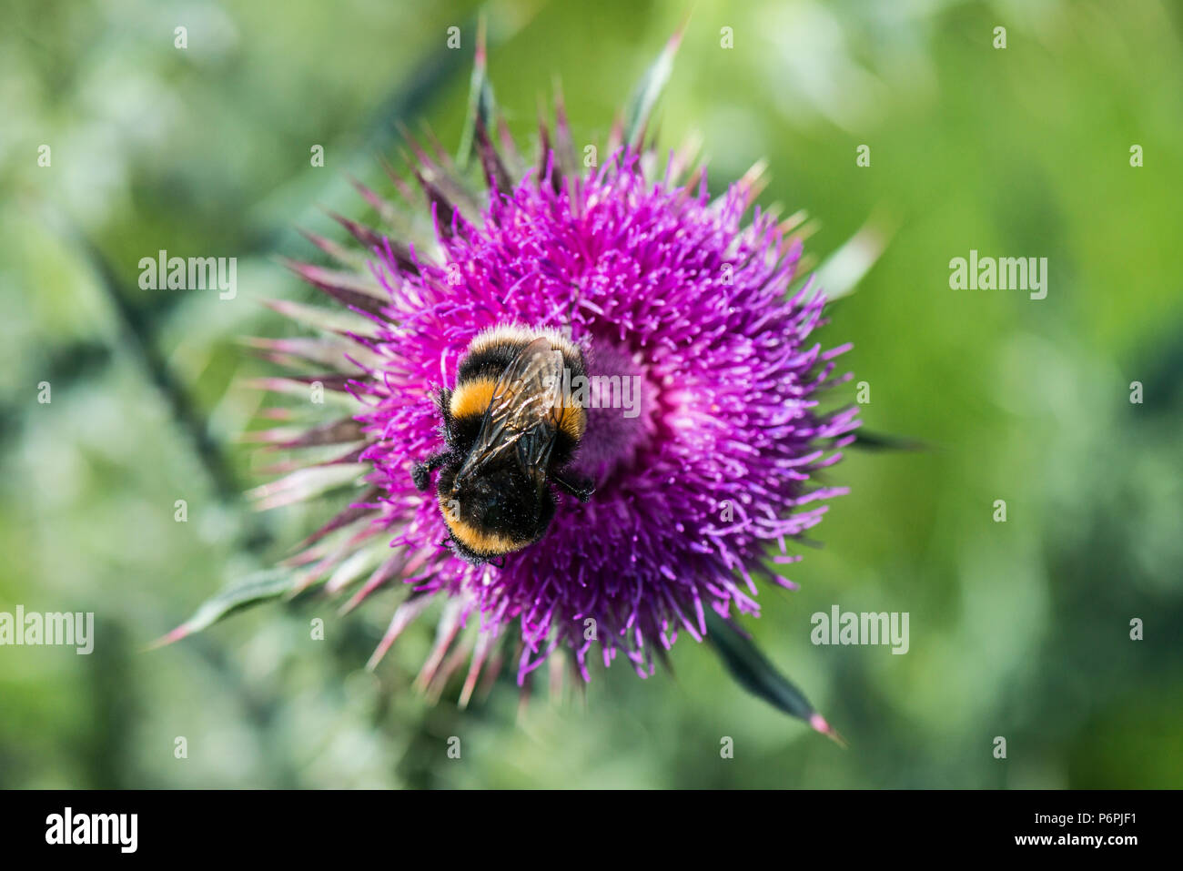 Un Bumble Bee sul fiore di muschio thistle (Carduus nutans) Foto Stock