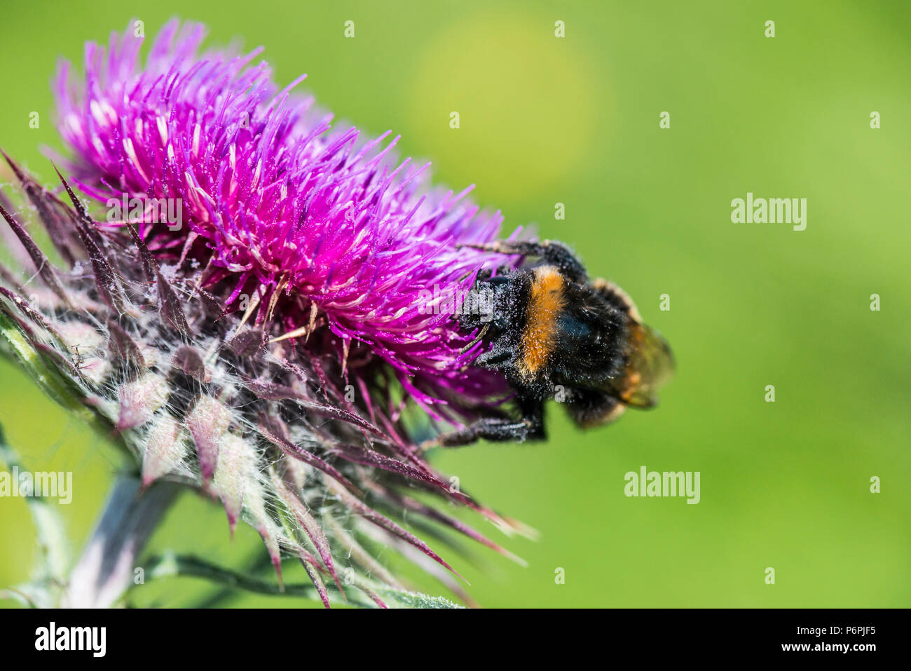 Un Bumble Bee sul fiore di muschio thistle (Carduus nutans) Foto Stock