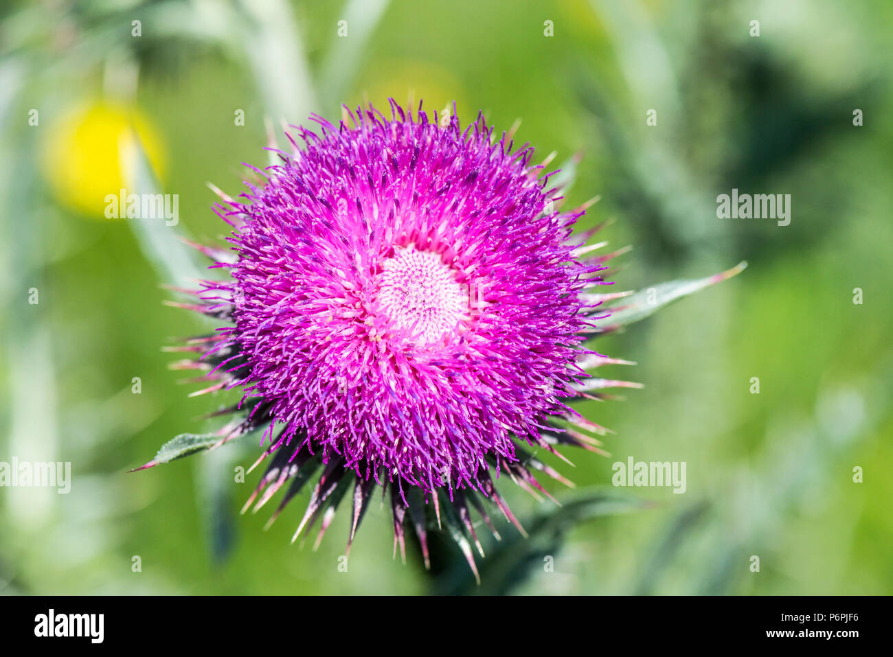 Un muschio fiore di cardo testa (Carduus nutans) Foto Stock