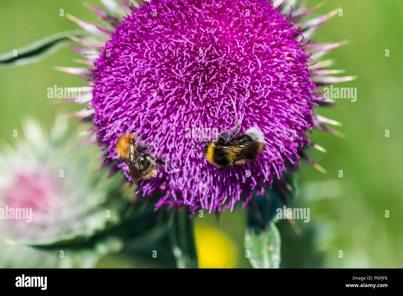 Un Bumble Bee sul fiore di muschio thistle (Carduus nutans) Foto Stock