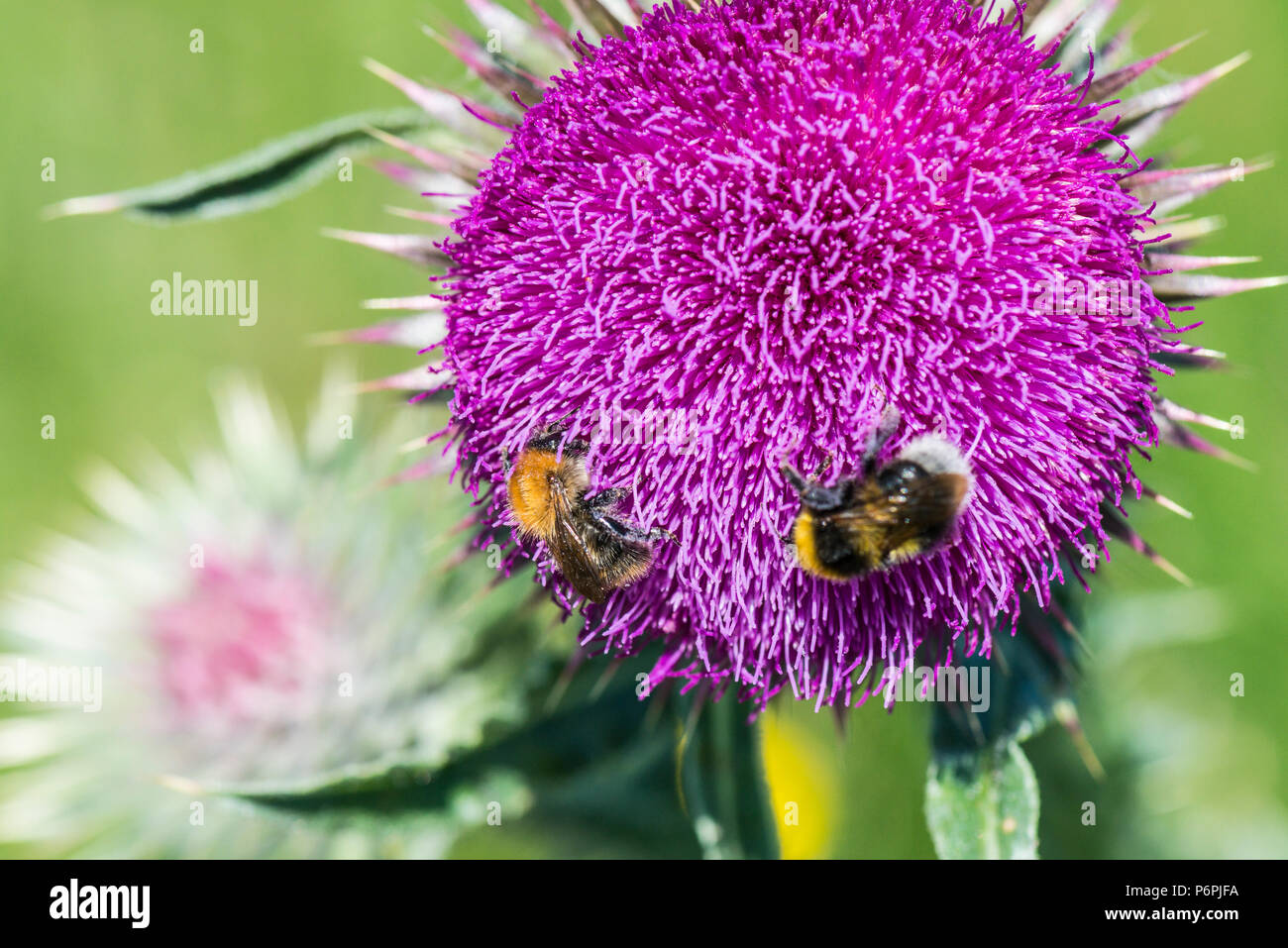 Un Bumble Bee sul fiore di muschio thistle (Carduus nutans) Foto Stock