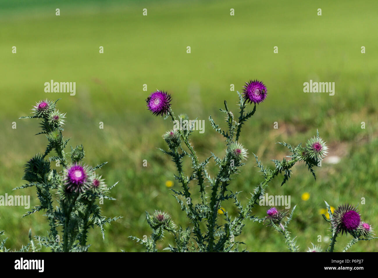 Musk thistle le teste dei fiori (Carduus nutans) Foto Stock