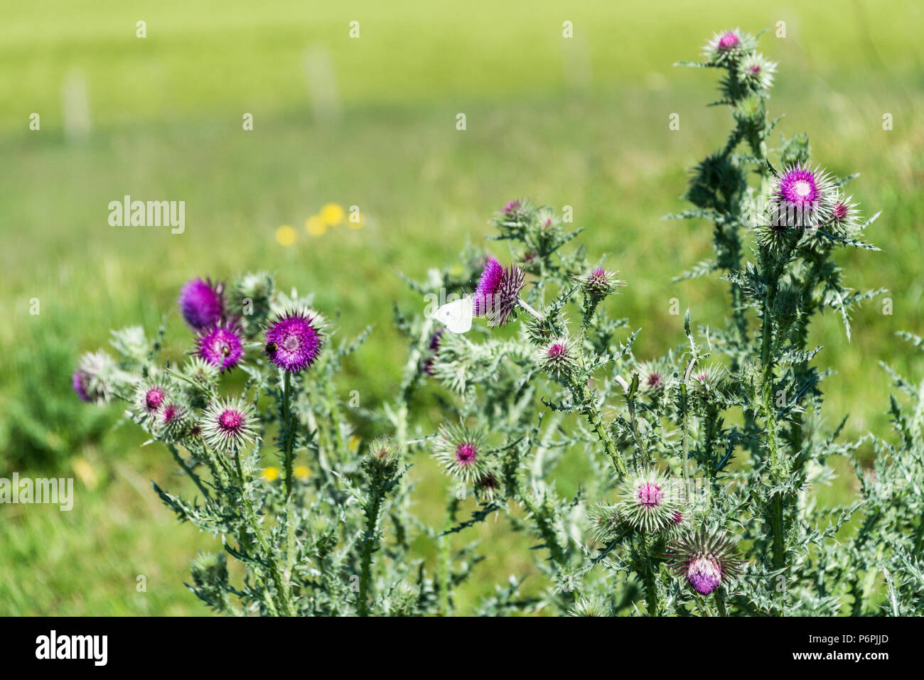 Un muschio thistle (Carduus nutans) con una femmina di grande farfalla bianca (Sarcococca brassicae) su una delle teste dei fiori Foto Stock