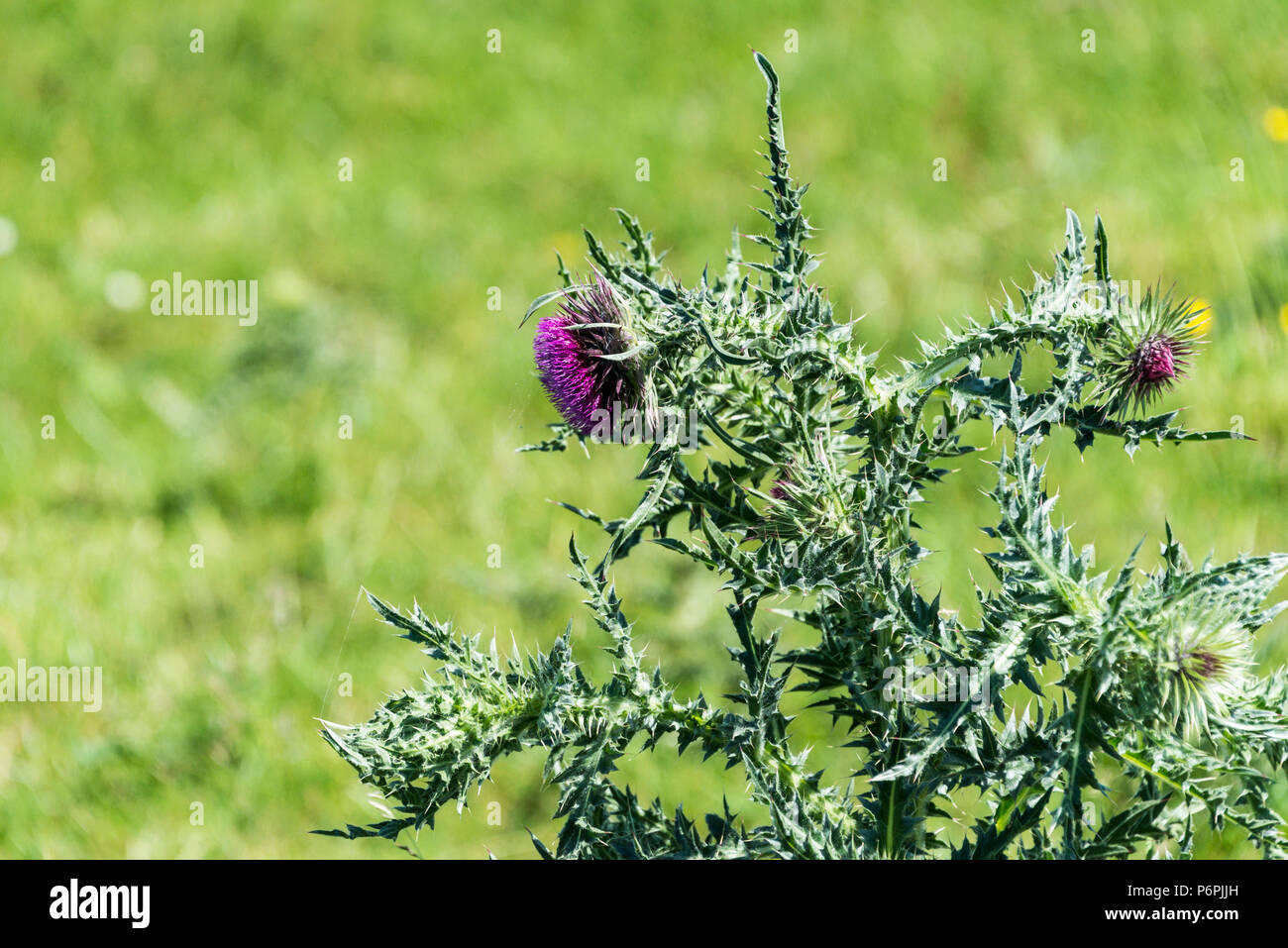 Musk thistle le teste dei fiori (Carduus nutans) Foto Stock
