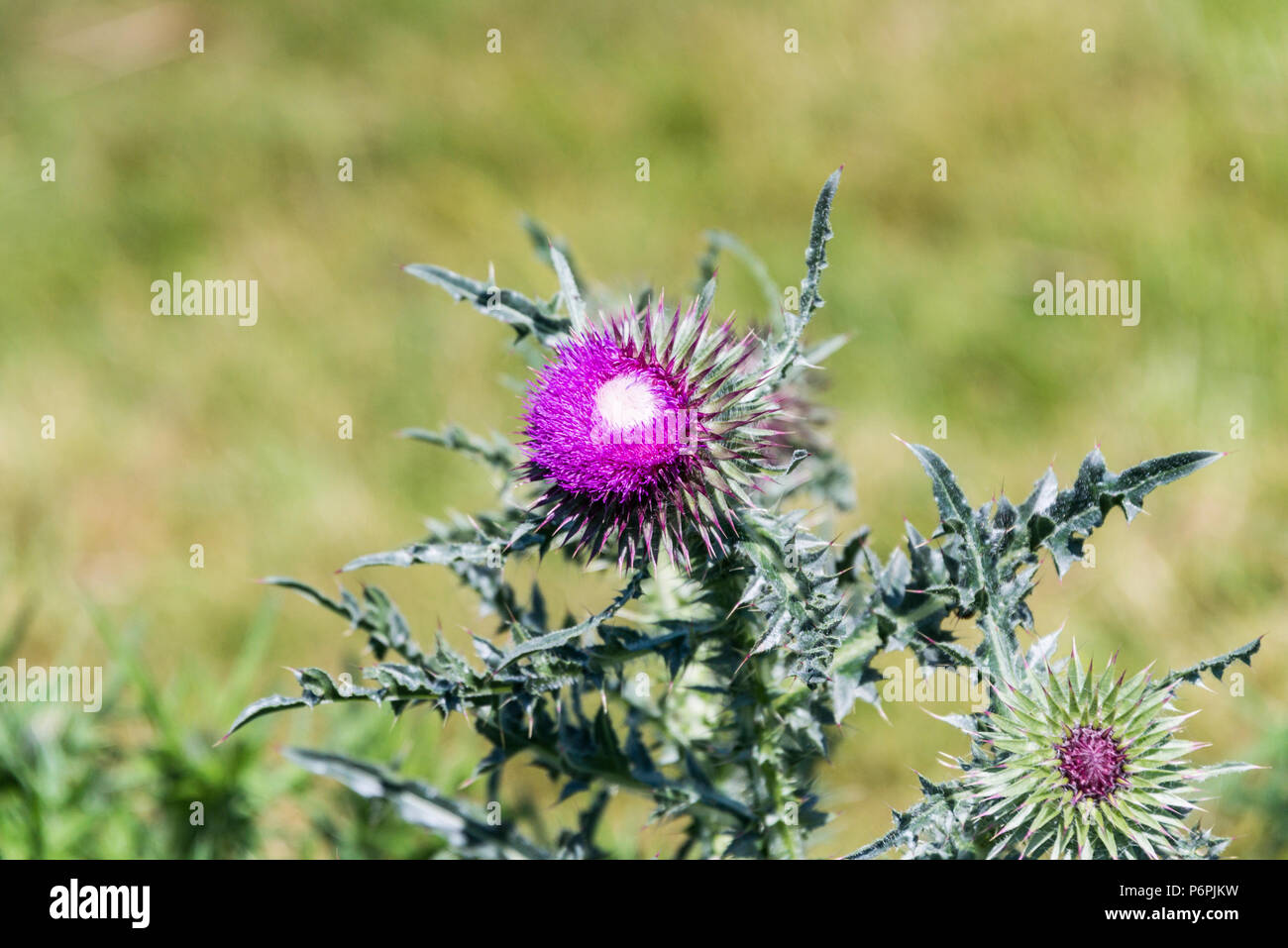 Musk thistle le teste dei fiori (Carduus nutans) Foto Stock