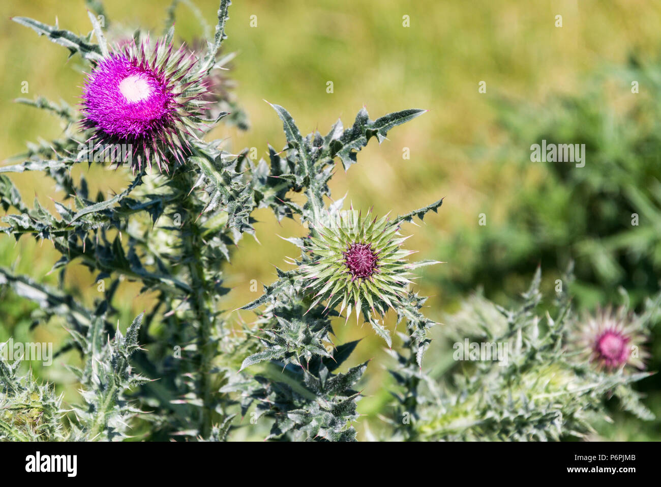 Musk thistle le teste dei fiori (Carduus nutans) Foto Stock