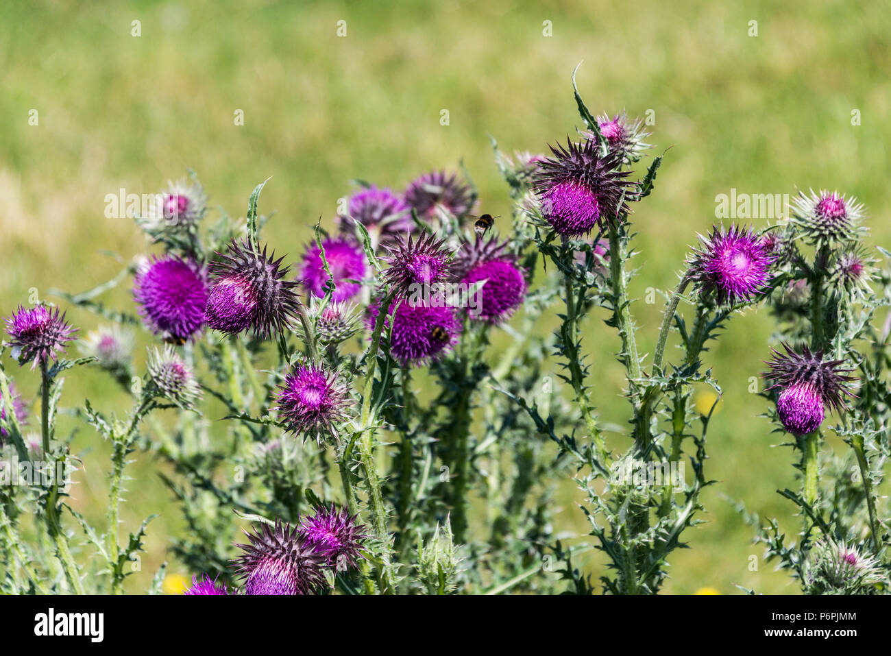 Musk thistle le teste dei fiori (Carduus nutans) con api su Foto Stock